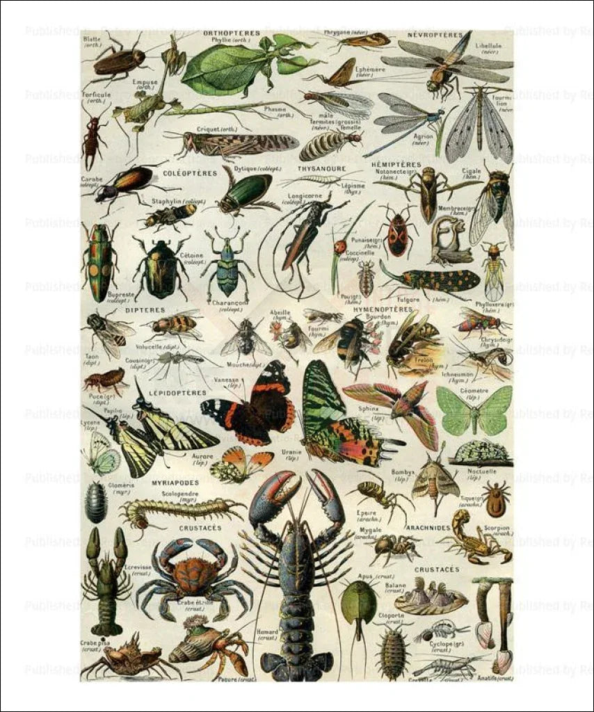 Arthropods, insects - VINTAGEARTREPRINTS.COM