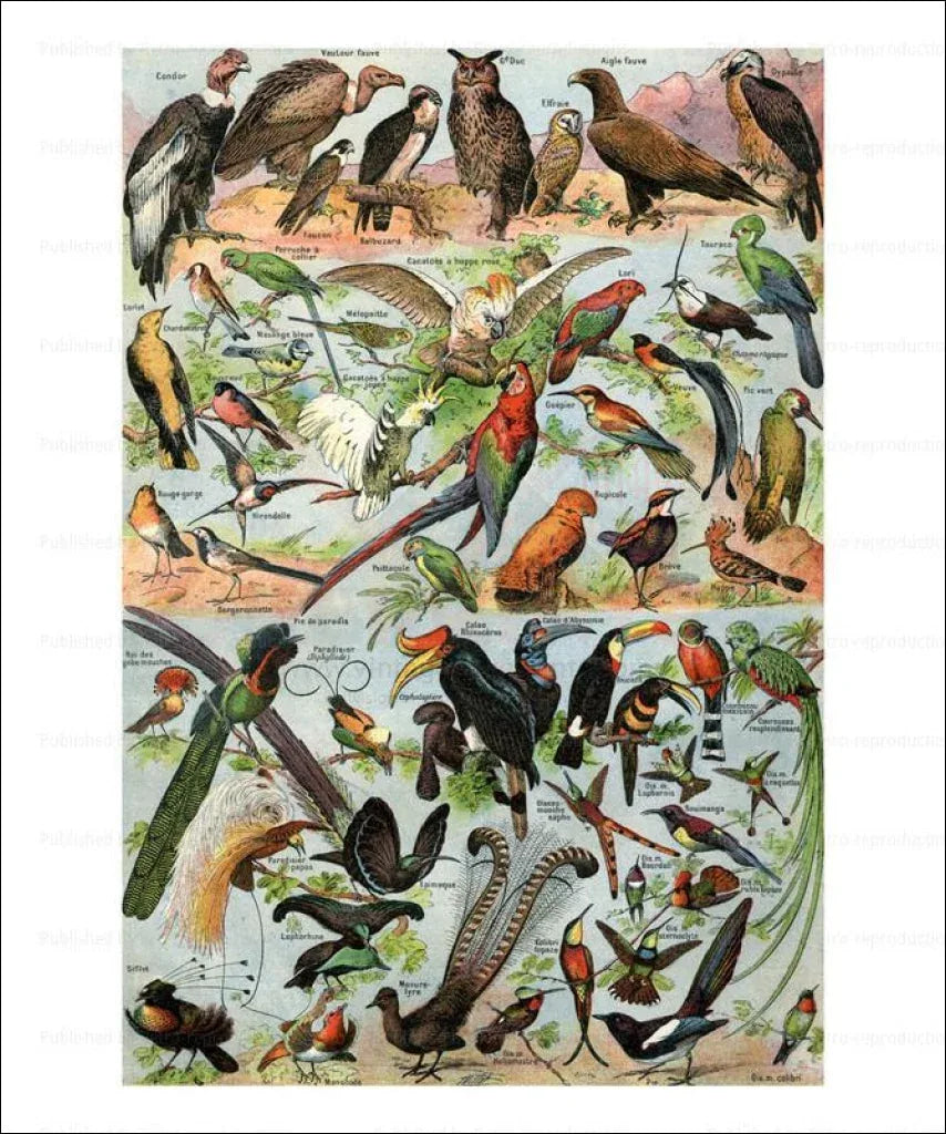 Birds No. 1 - VINTAGEARTREPRINTS.COM