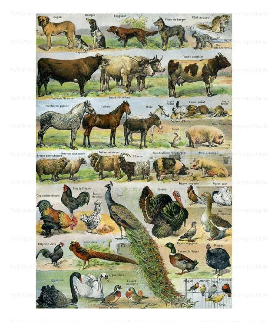Domestic Animals - VINTAGEARTREPRINTS.COM