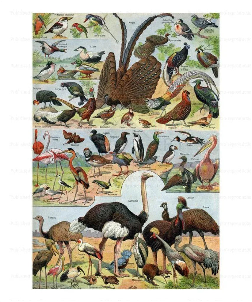 Birds No. 2 - VINTAGEARTREPRINTS.COM
