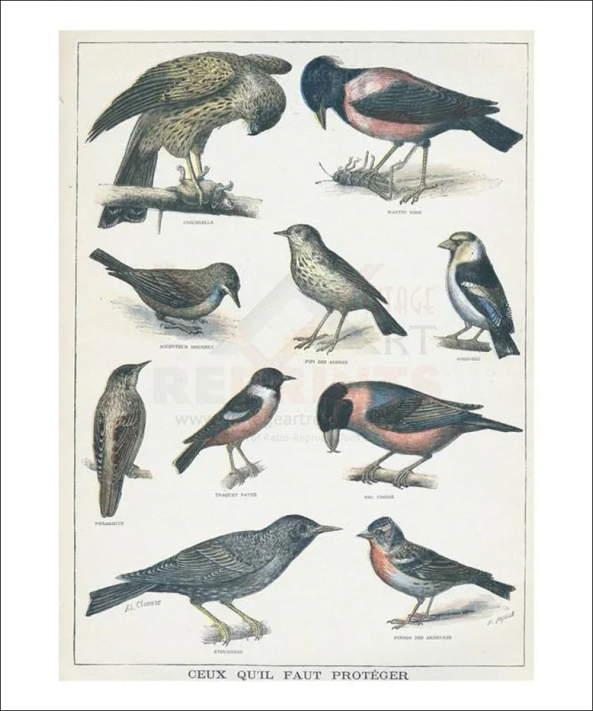 Birds No. 3 - VINTAGEARTREPRINTS.COM