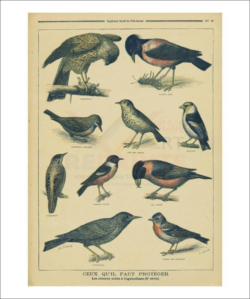 Birds No. 5 - VINTAGEARTREPRINTS.COM