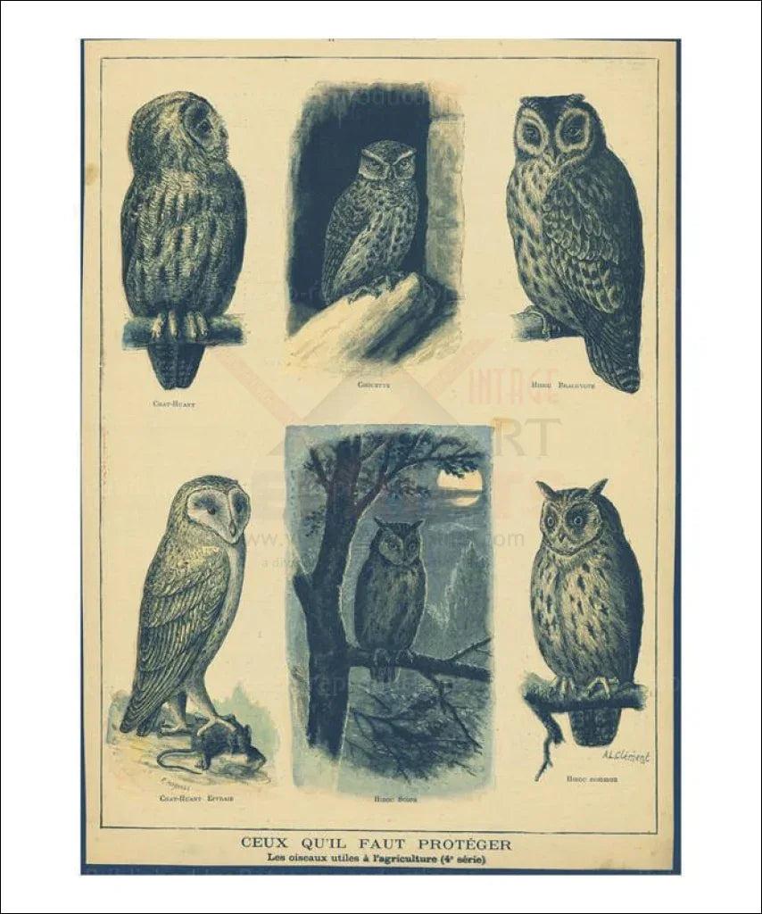 Birds no. 4, Owls - VINTAGEARTREPRINTS.COM
