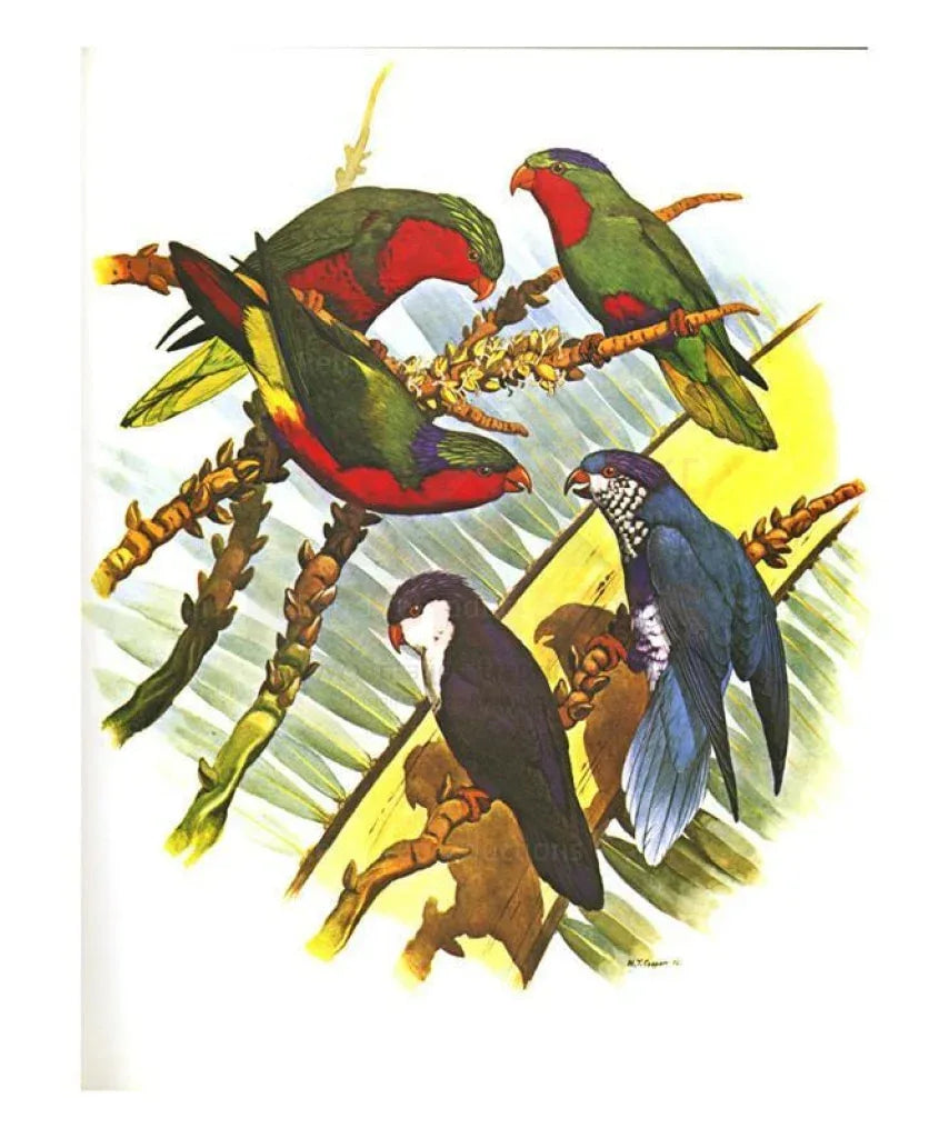 Blue-crowned Lory no. 73, Parrots - VINTAGEARTREPRINTS.COM