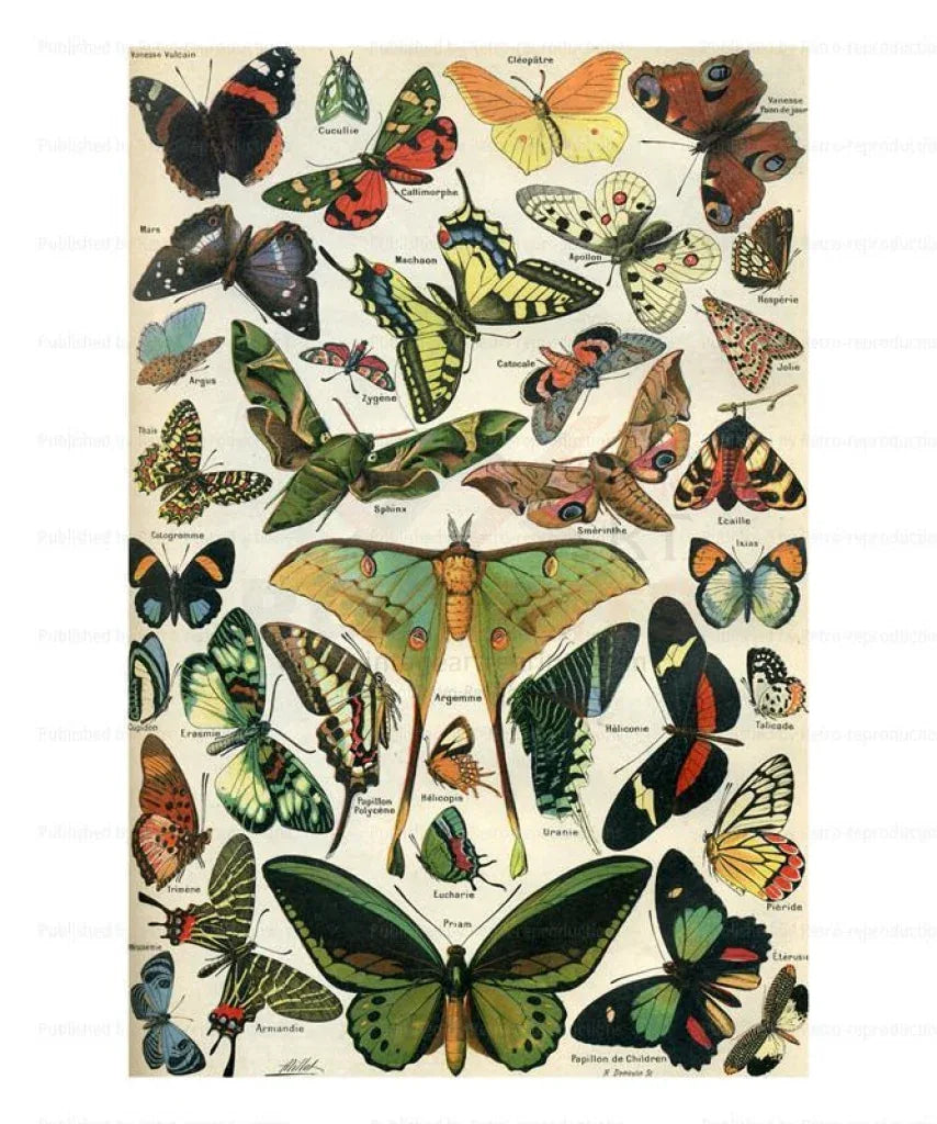 Butterflies - VINTAGEARTREPRINTS.COM