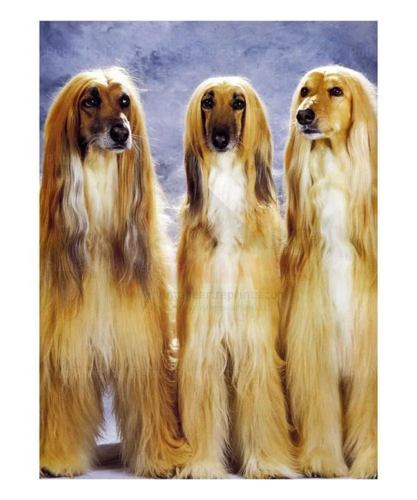 Three Afghan Dogs - VINTAGEARTREPRINTS.COM