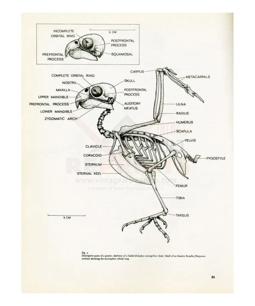 Parrot Skeleton descriptive parts of a parrot no 24 - VINTAGEARTREPRINTS.COM
