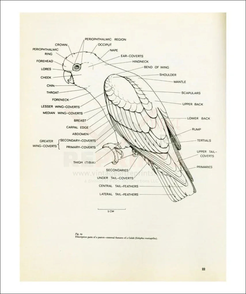 Anatomy of a Parrot no. 22 - VINTAGEARTREPRINTS.COM