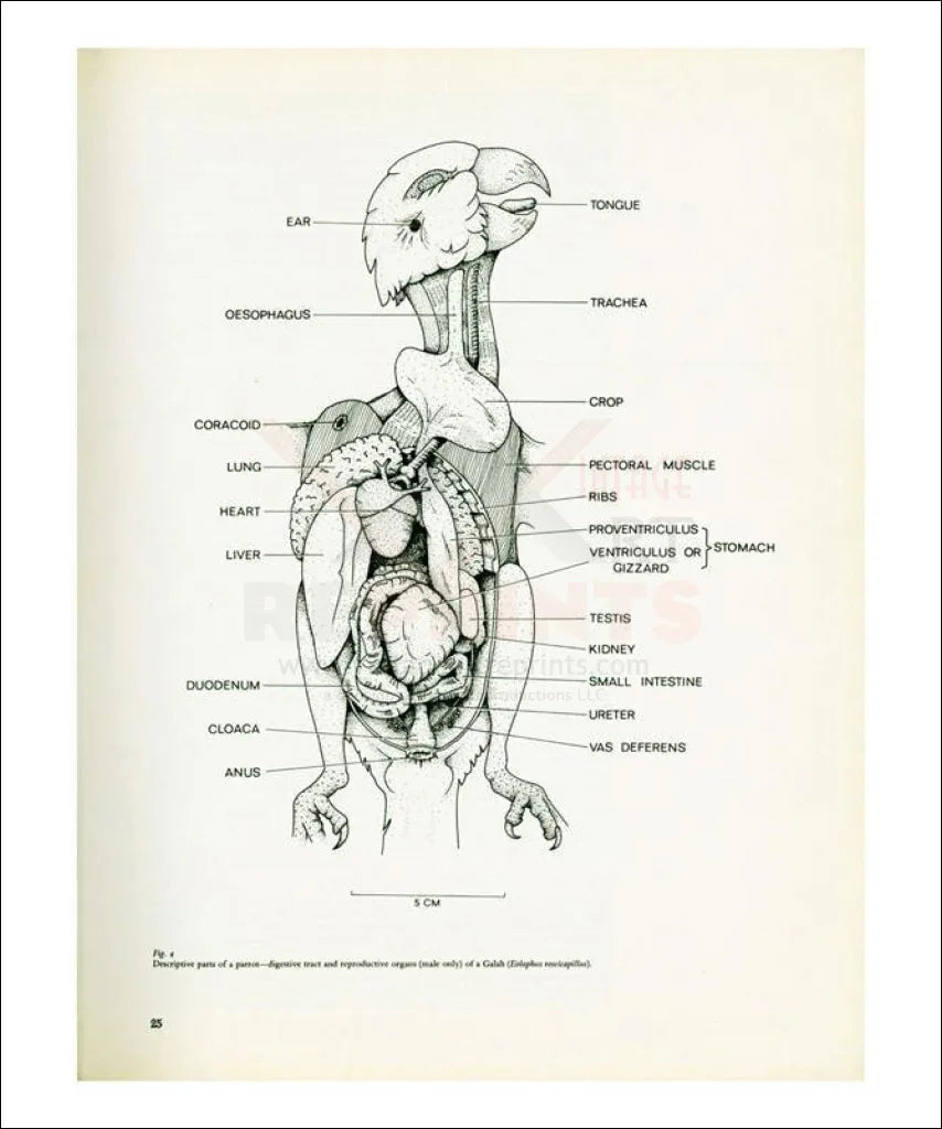 Anatomy: Body parts of a Parrot no. 25 - VINTAGEARTREPRINTS.COM