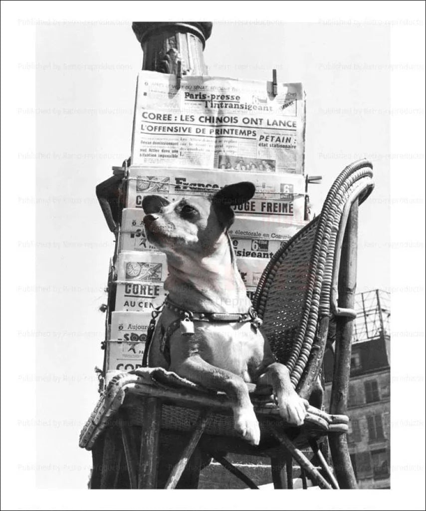 Dog sells French newspapers - VINTAGEARTREPRINTS.COM