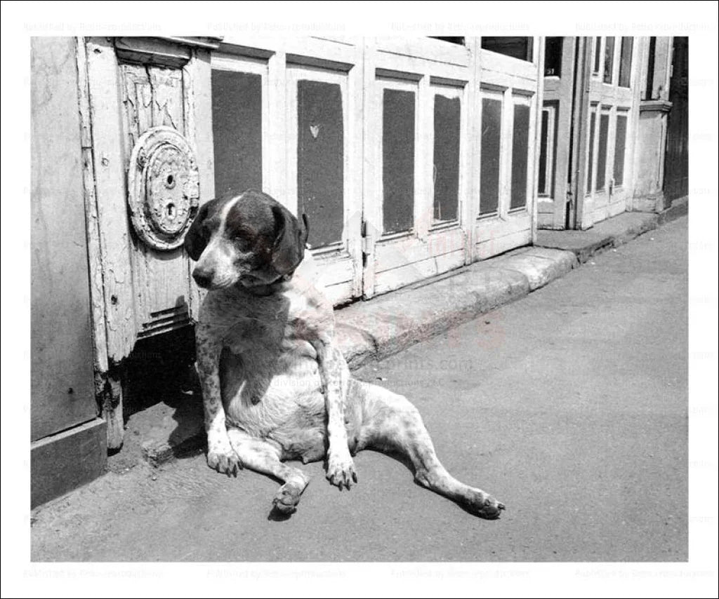 Dog Relaxes on the Boardwalk - VINTAGEARTREPRINTS.COM