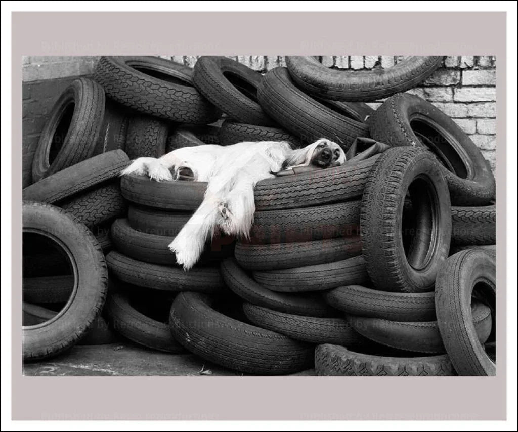Dog Tired - VINTAGEARTREPRINTS.COM