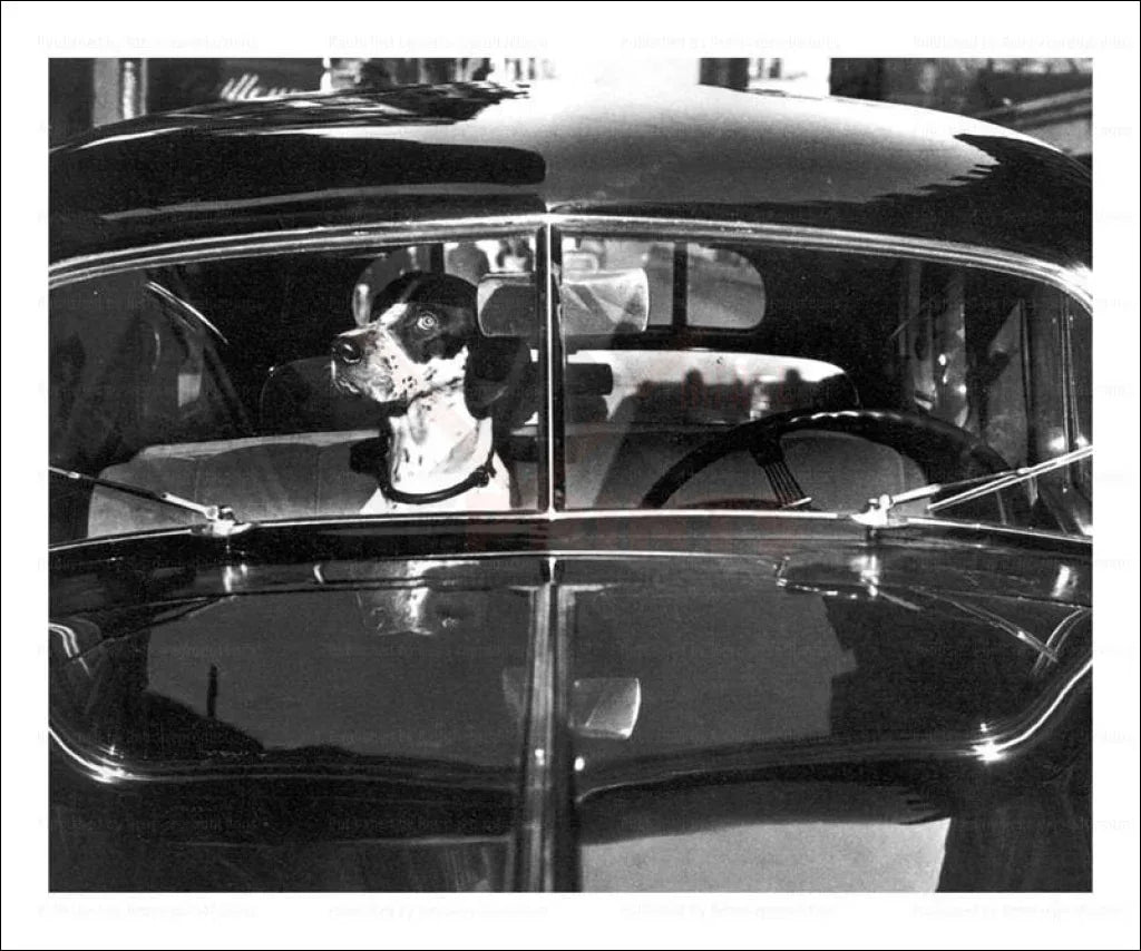A Dog waits for his Chauffeur - VINTAGEARTREPRINTS.COM