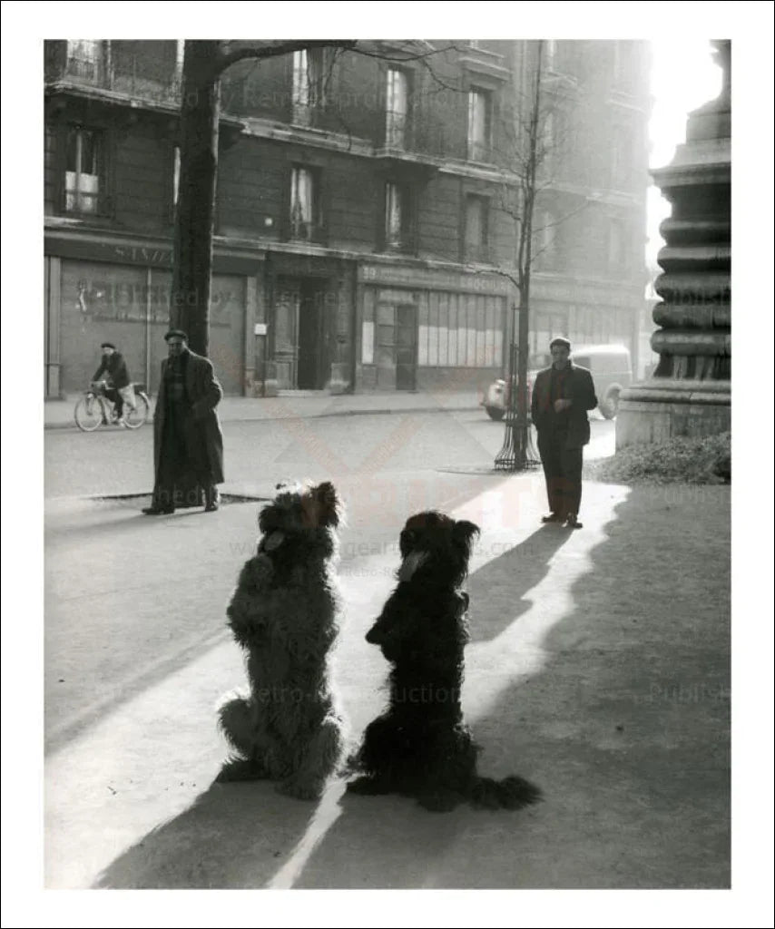 Doggies show off in Paris - VINTAGEARTREPRINTS.COM