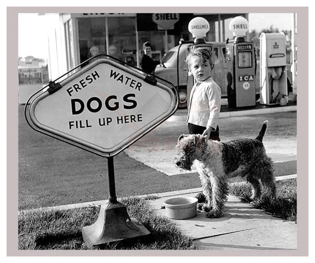 Dogs Fill Up Here - VINTAGEARTREPRINTS.COM