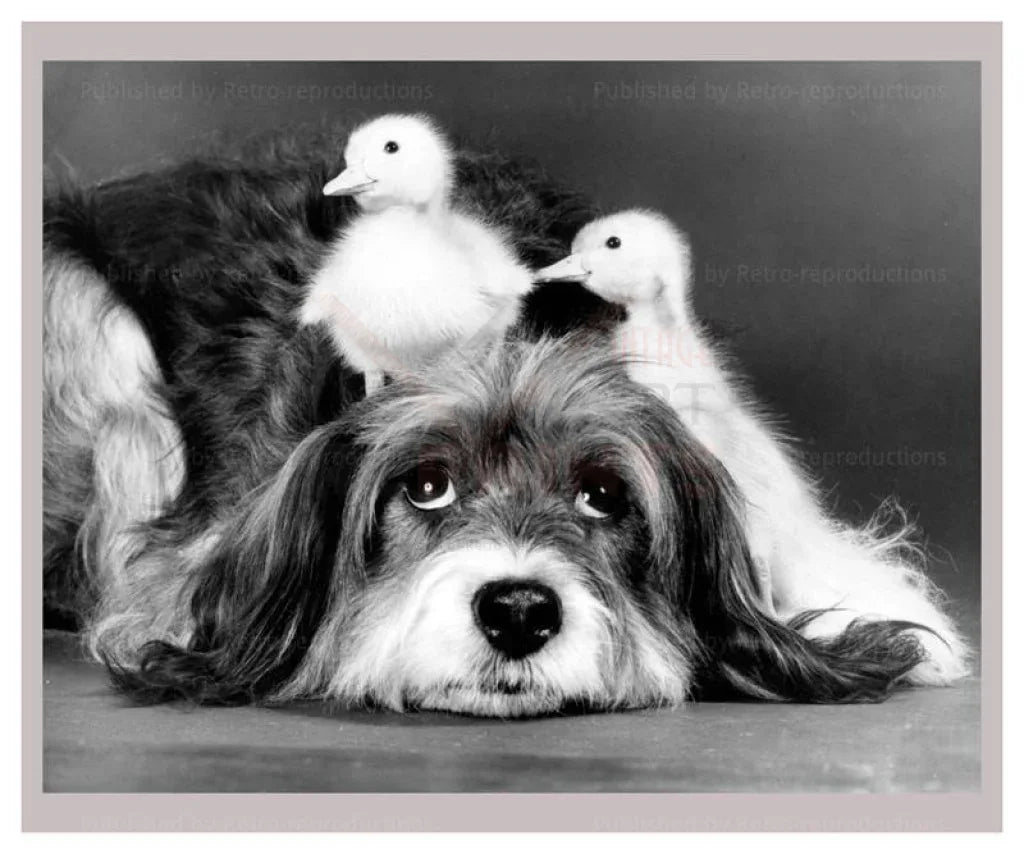 Pippin with Chicks - VINTAGEARTREPRINTS.COM