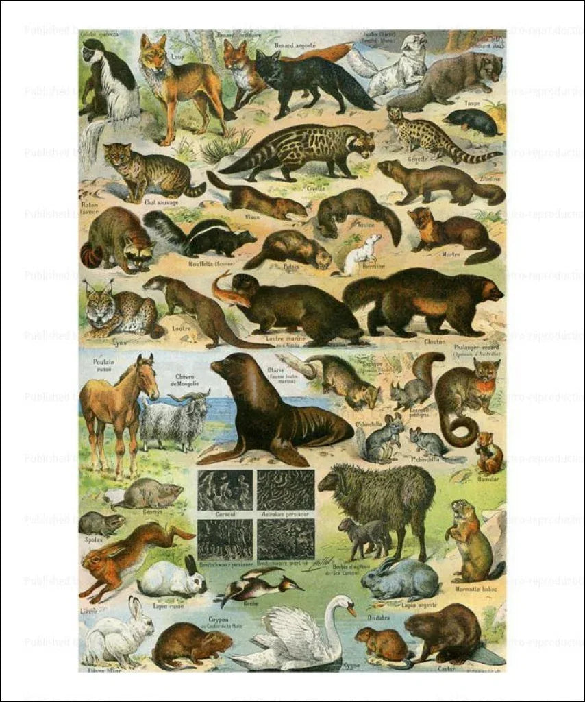 Animals with Fur, Laroussse - VINTAGEARTREPRINTS.COM