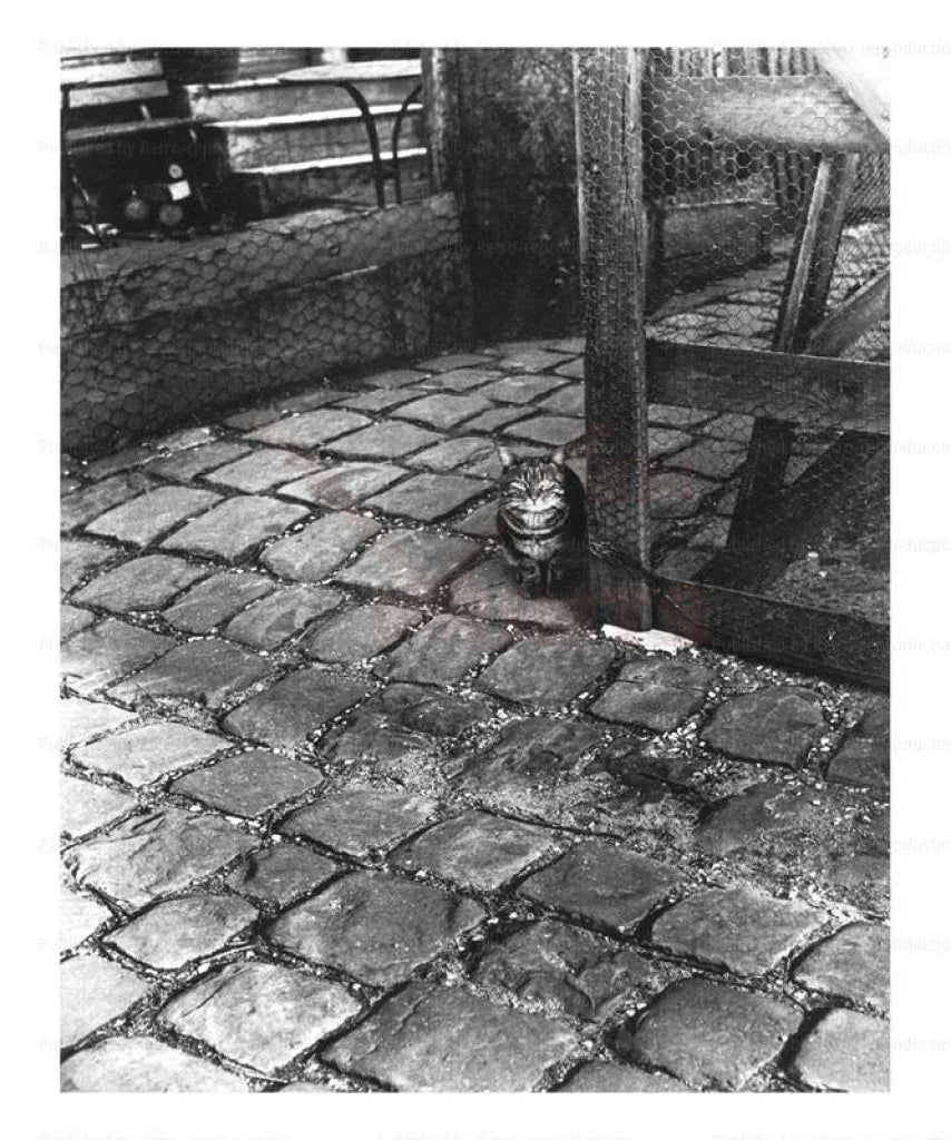 Cat in a courtyard - VINTAGEARTREPRINTS.COM