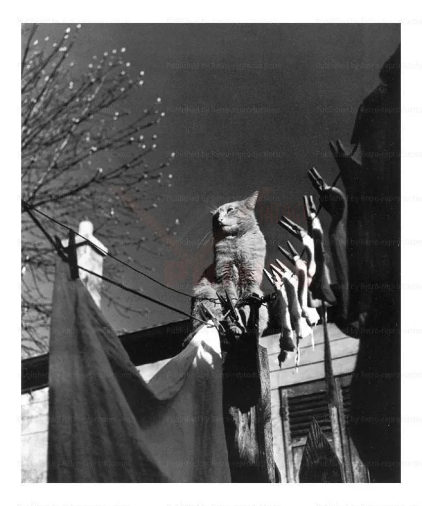 Cat on a Rooftop - VINTAGEARTREPRINTS.COM