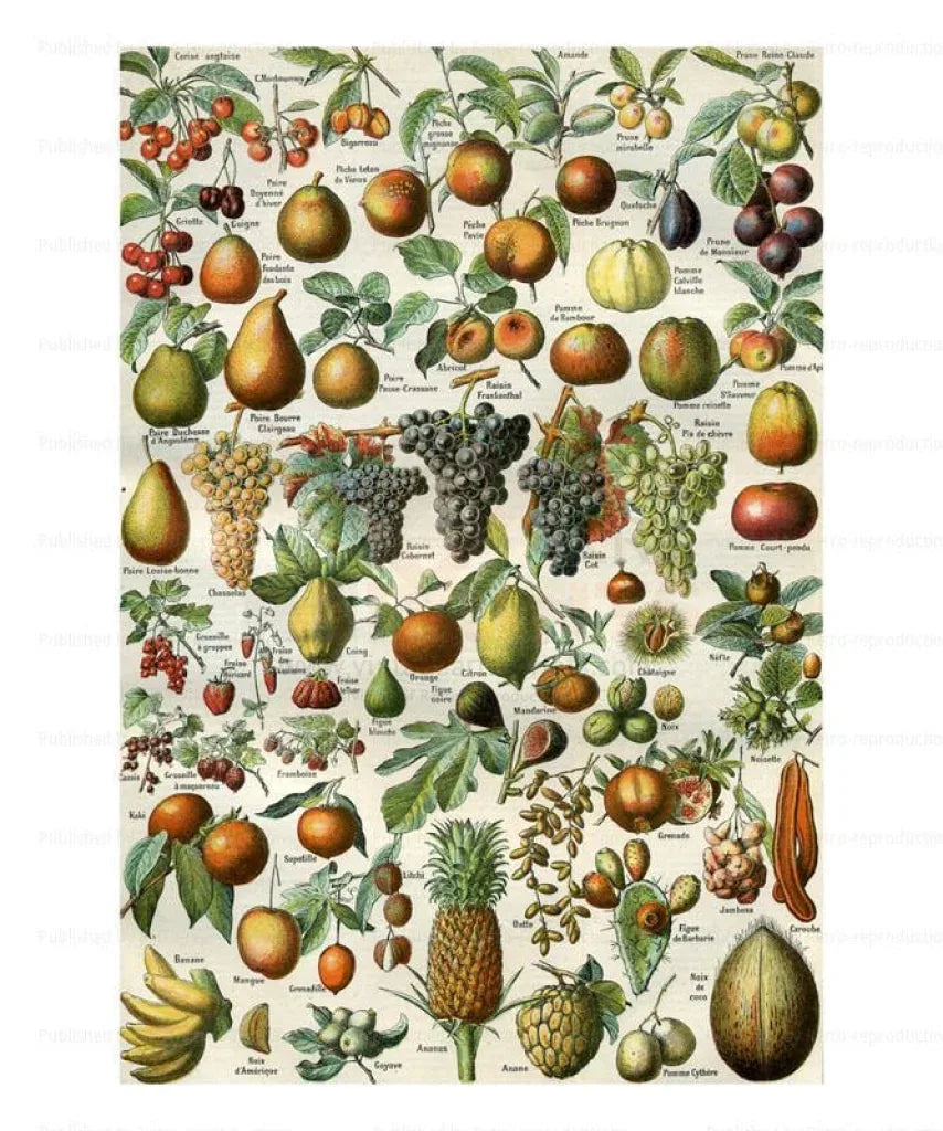 Tropical Fruits - VINTAGEARTREPRINTS.COM