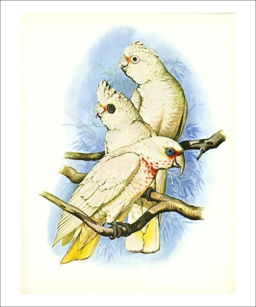 Goffin's Cockatoo no. 121 - VINTAGEARTREPRINTS.COM