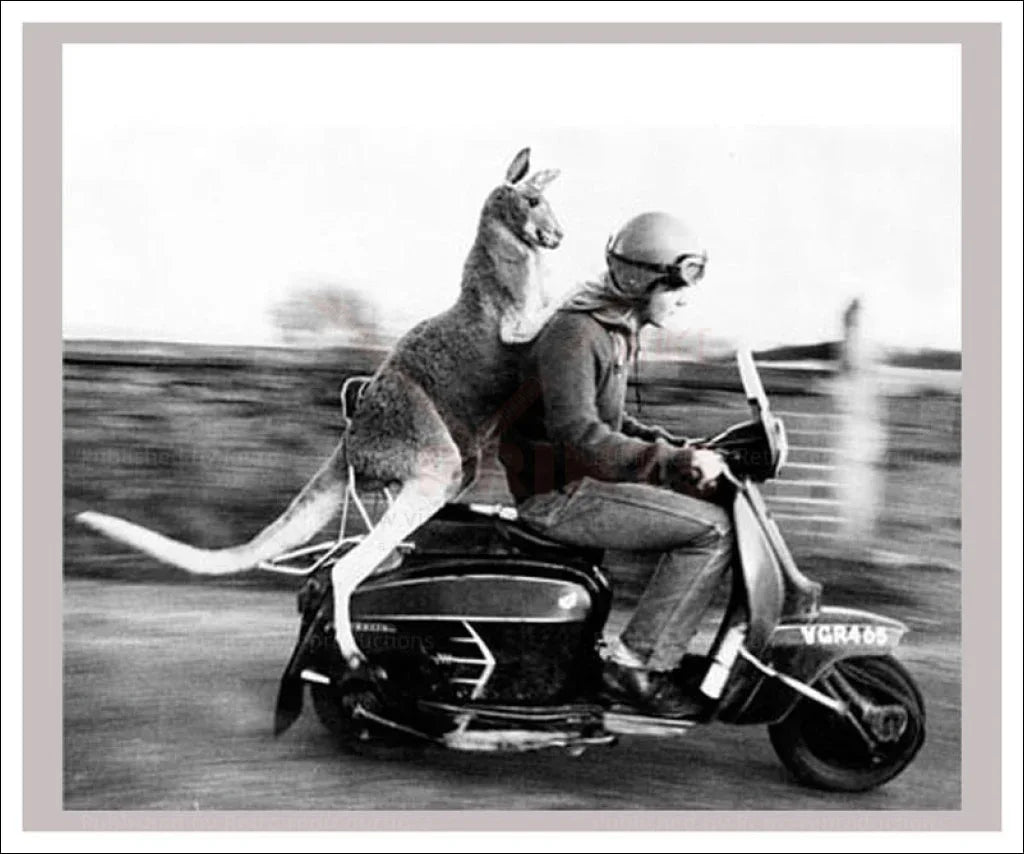Kangaroo Ride - VINTAGEARTREPRINTS.COM