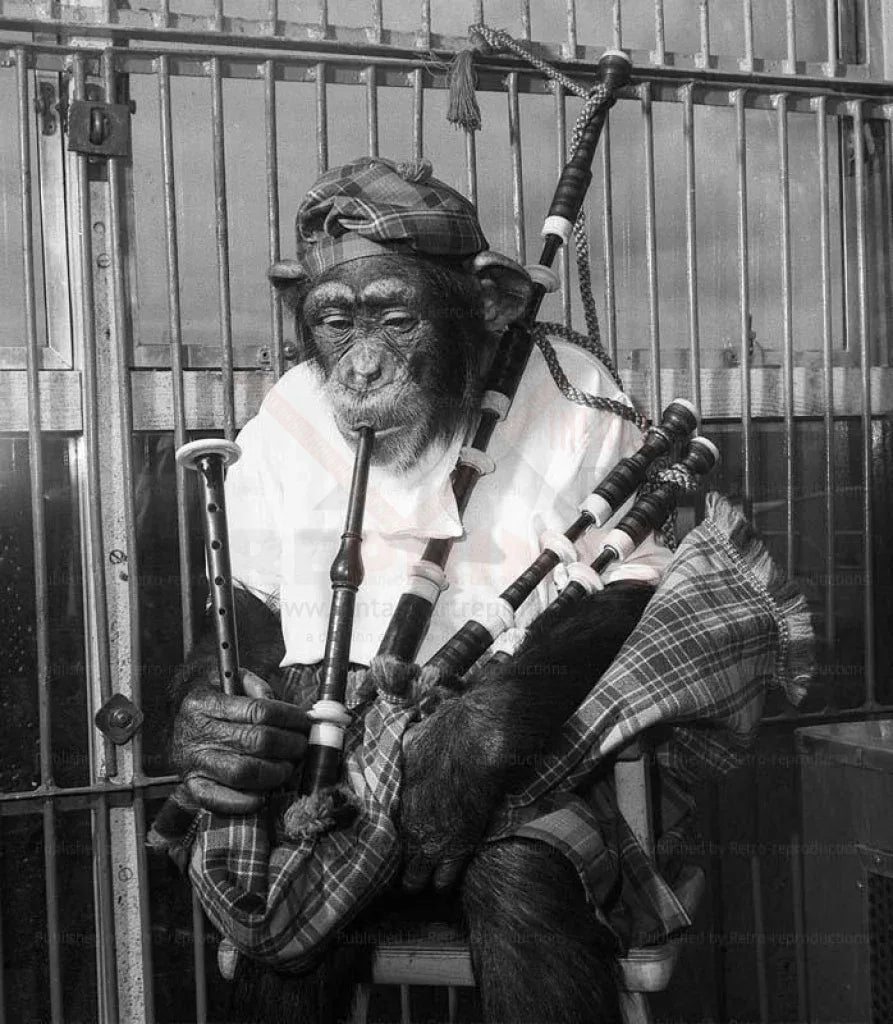 Chimp Plays the Bagpipe - VINTAGEARTREPRINTS.COM