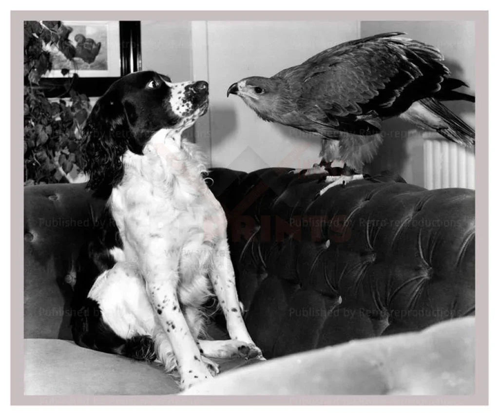 Jagger the Tawny Eagle and his Friend the Spaniel - VINTAGEARTREPRINTS.COM