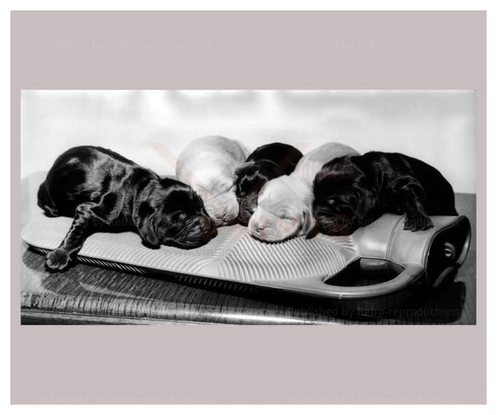 Just born Puppies - Vintage Art, canvas prints