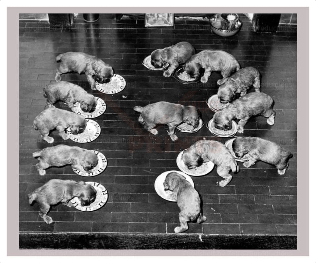 Lapping it Up - Vintage Art, canvas prints