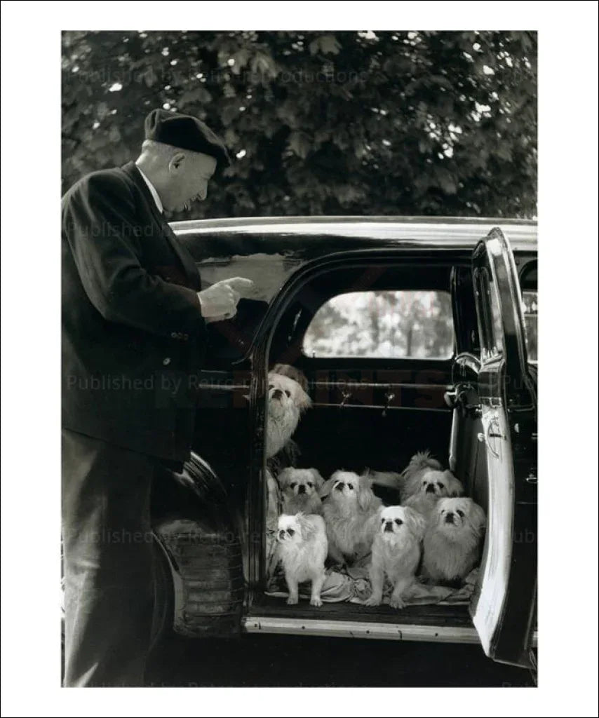 Dogs of Marquis de Cuevas - VINTAGEARTREPRINTS.COM