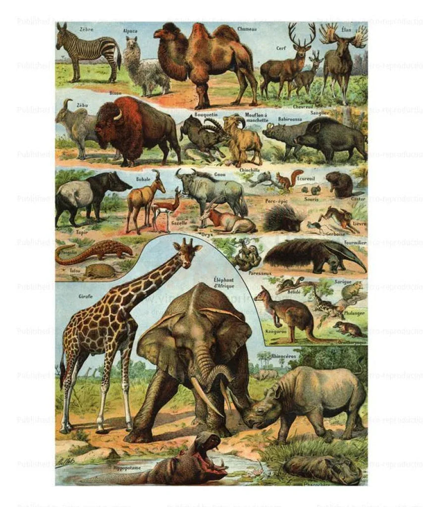 Exotic Mammals #2 - VINTAGEARTREPRINTS.COM