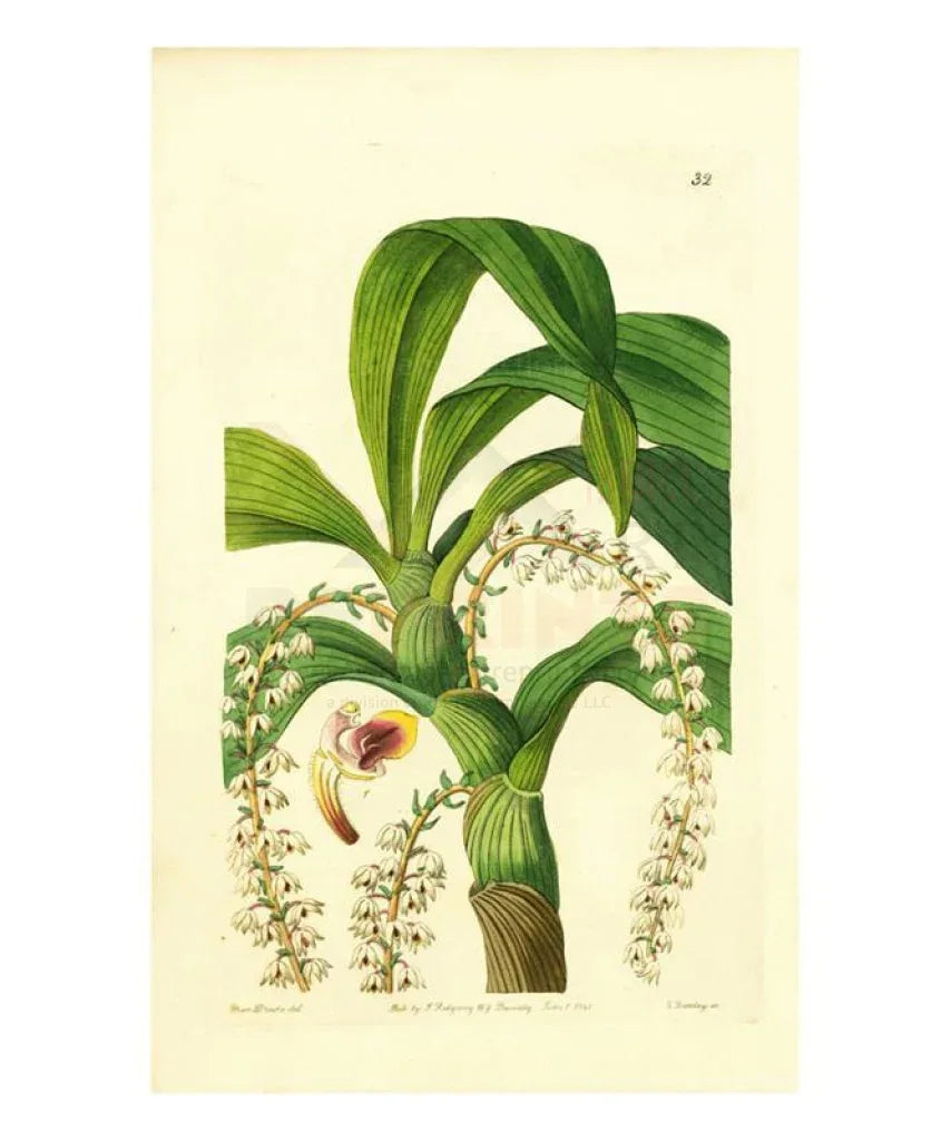 Miss Drake #4 - VINTAGEARTREPRINTS.COM