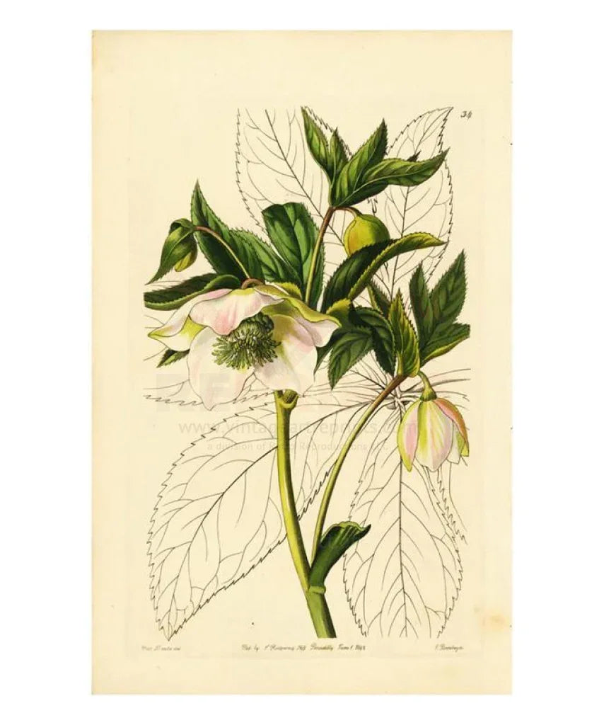 Miss Drake #5 - VINTAGEARTREPRINTS.COM