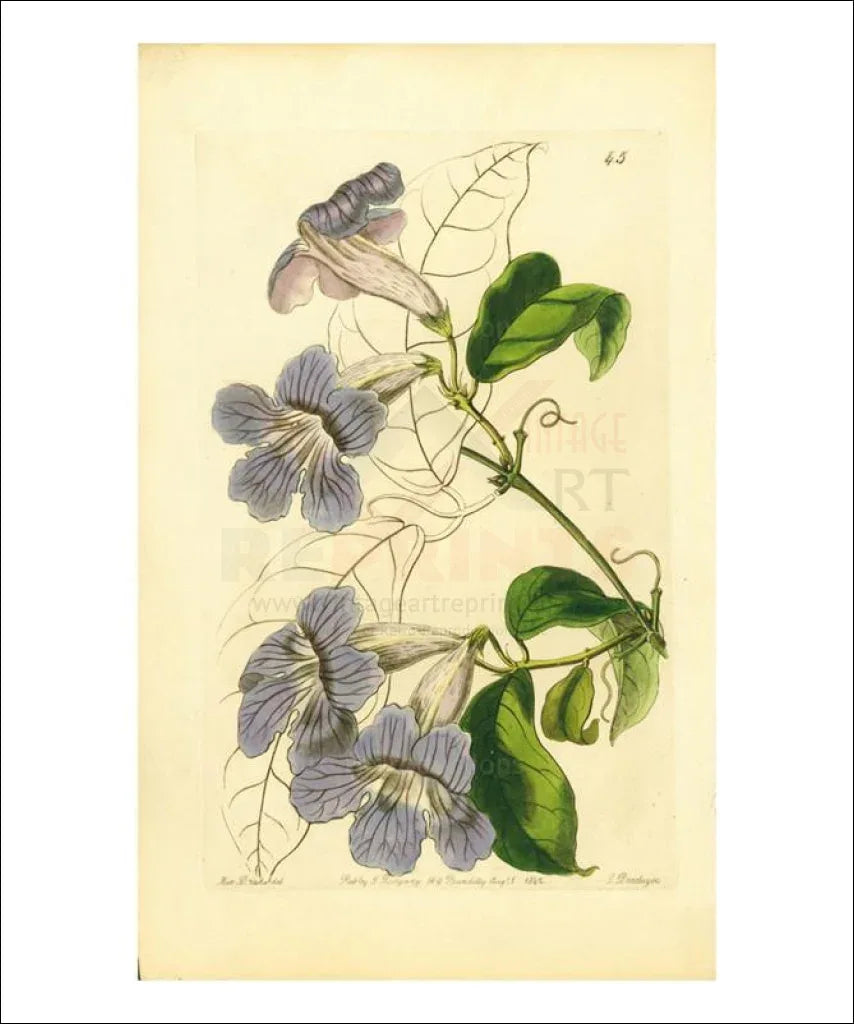 Miss Drake #7 - VINTAGEARTREPRINTS.COM