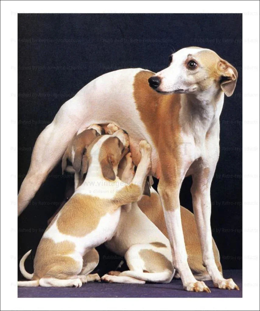 Greyhound Mom and her pups - VINTAGEARTREPRINTS.COM