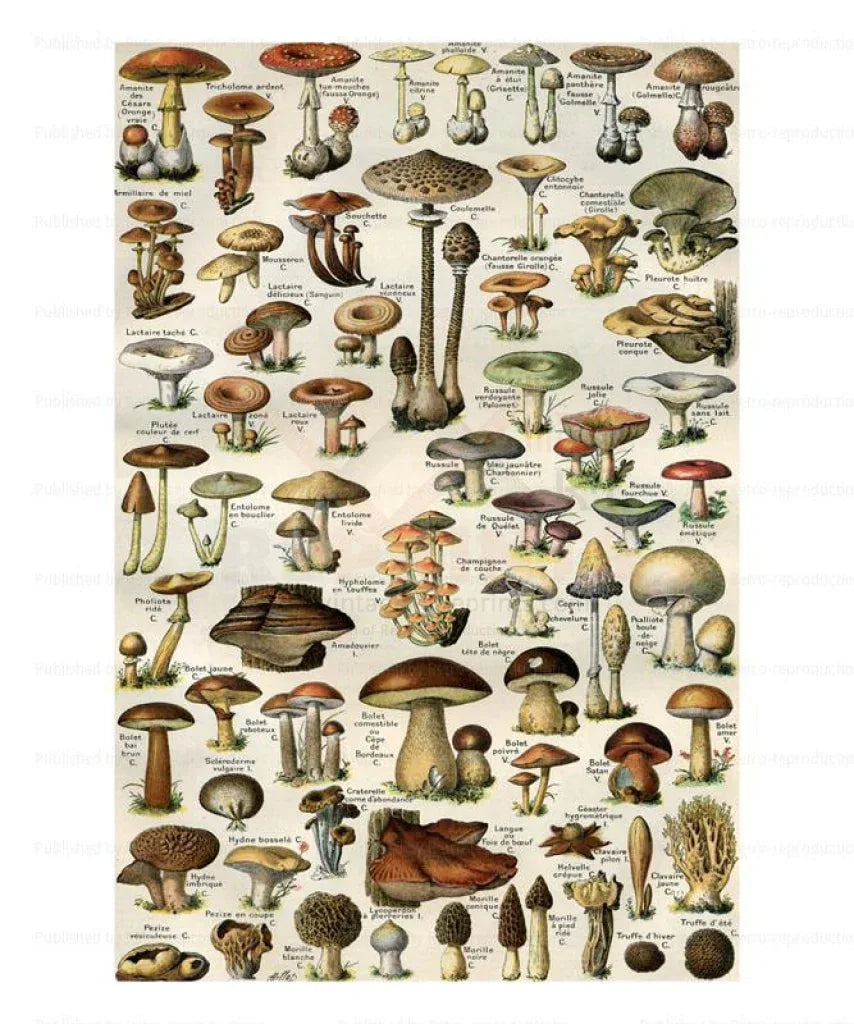 Multi Mushrooms 1855 - VINTAGEARTREPRINTS.COM