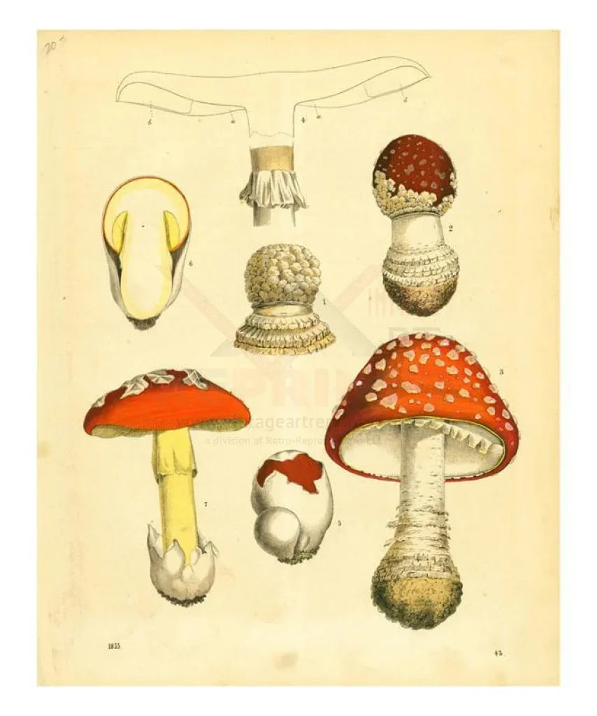 Lactarius Lignyous Mushrooms - VINTAGEARTREPRINTS.COM