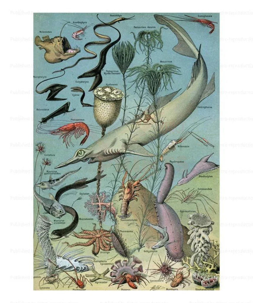 Marine Life - VINTAGEARTREPRINTS.COM