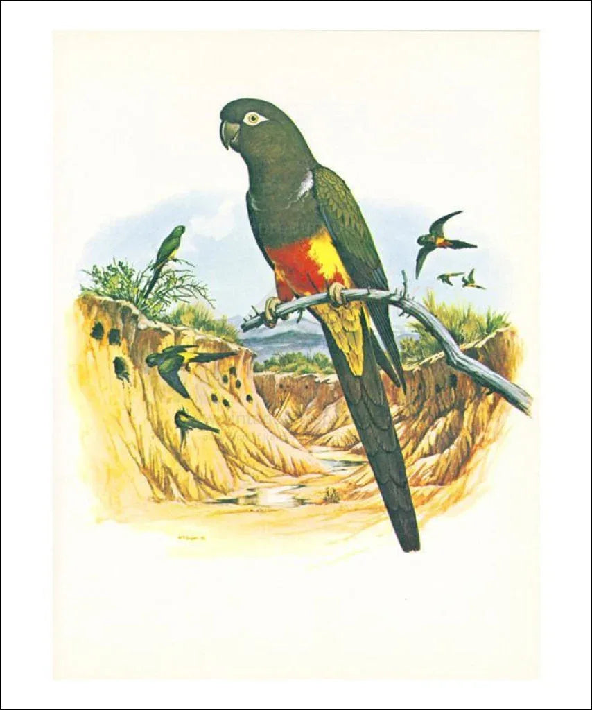 Patagonian Conure no. 429 - VINTAGEARTREPRINTS.COM