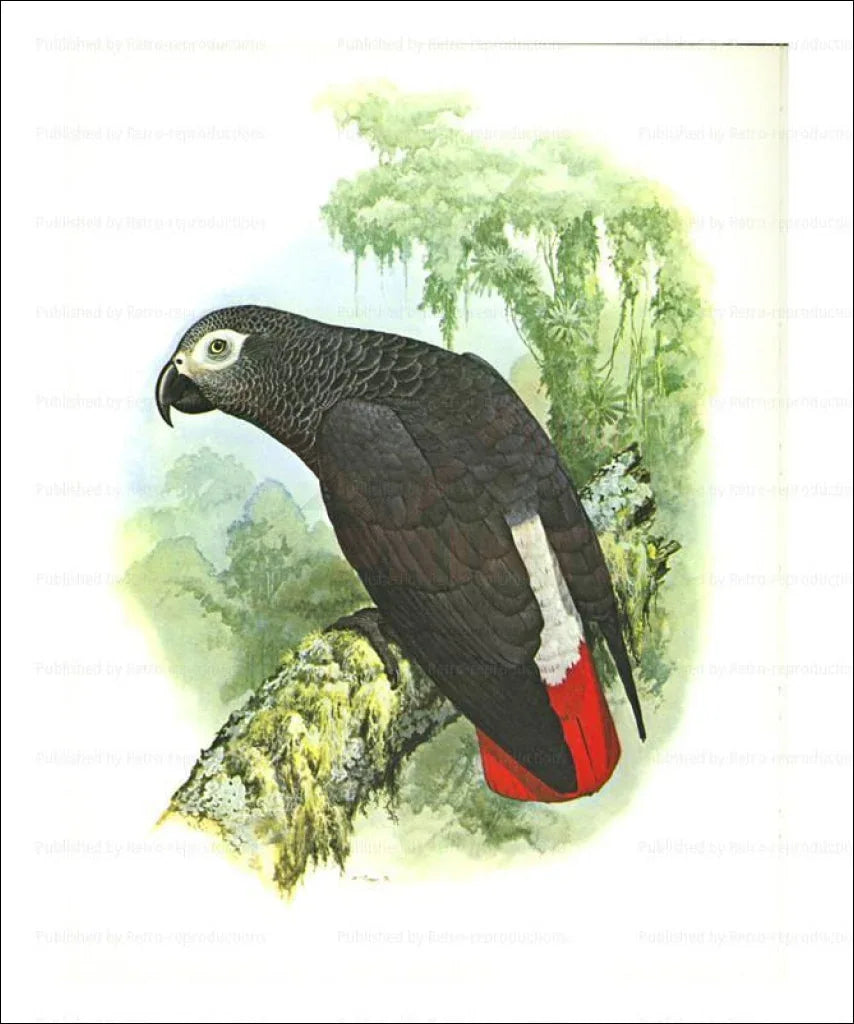 Patagonian Conure Parrot - VINTAGEARTREPRINTS.COM