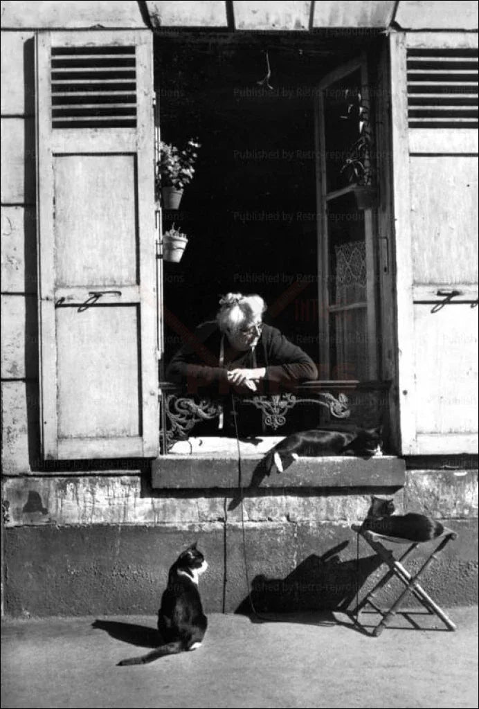 Elderly Woman Watching Cats from her Window - VINTAGEARTREPRINTS.COM