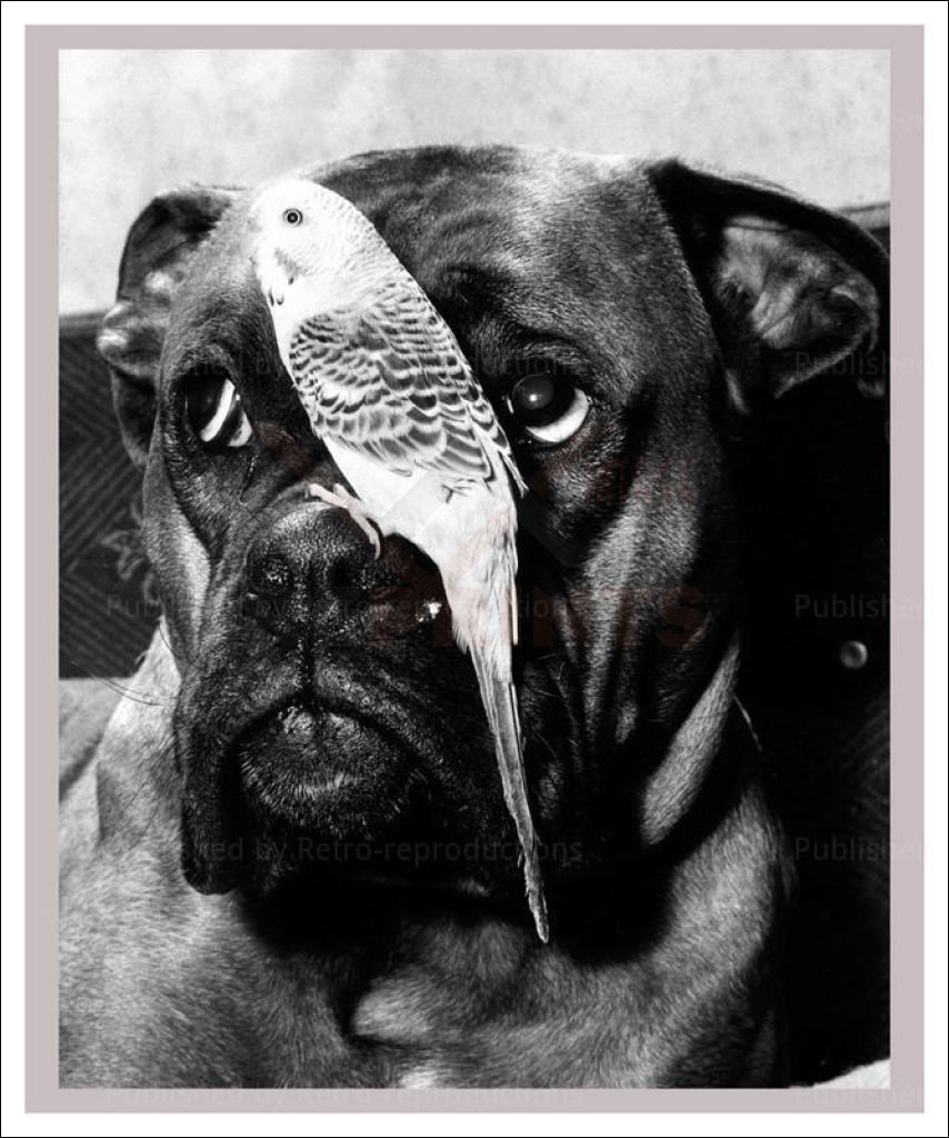 Photographic Print, canvas prints, A Bird's eye View - Vintage Art, canvas prints