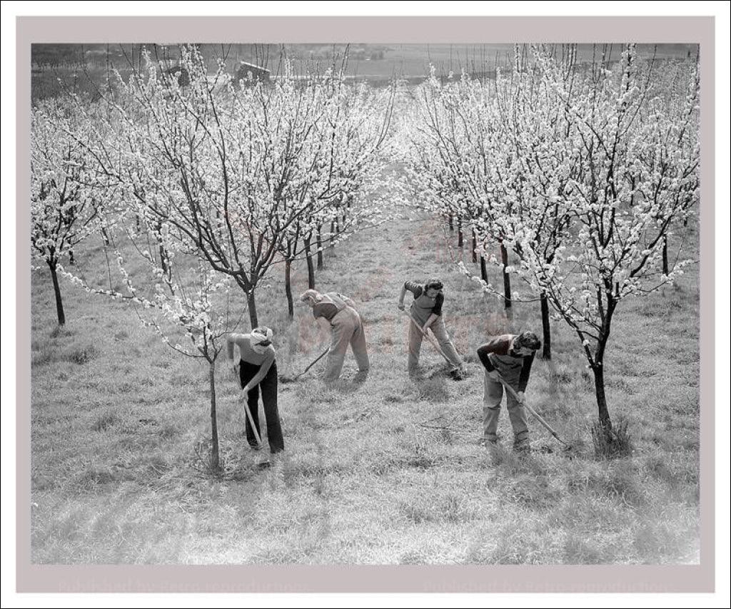 On the Land 7 - Orchard Workers - VINTAGEARTREPRINTS.COM