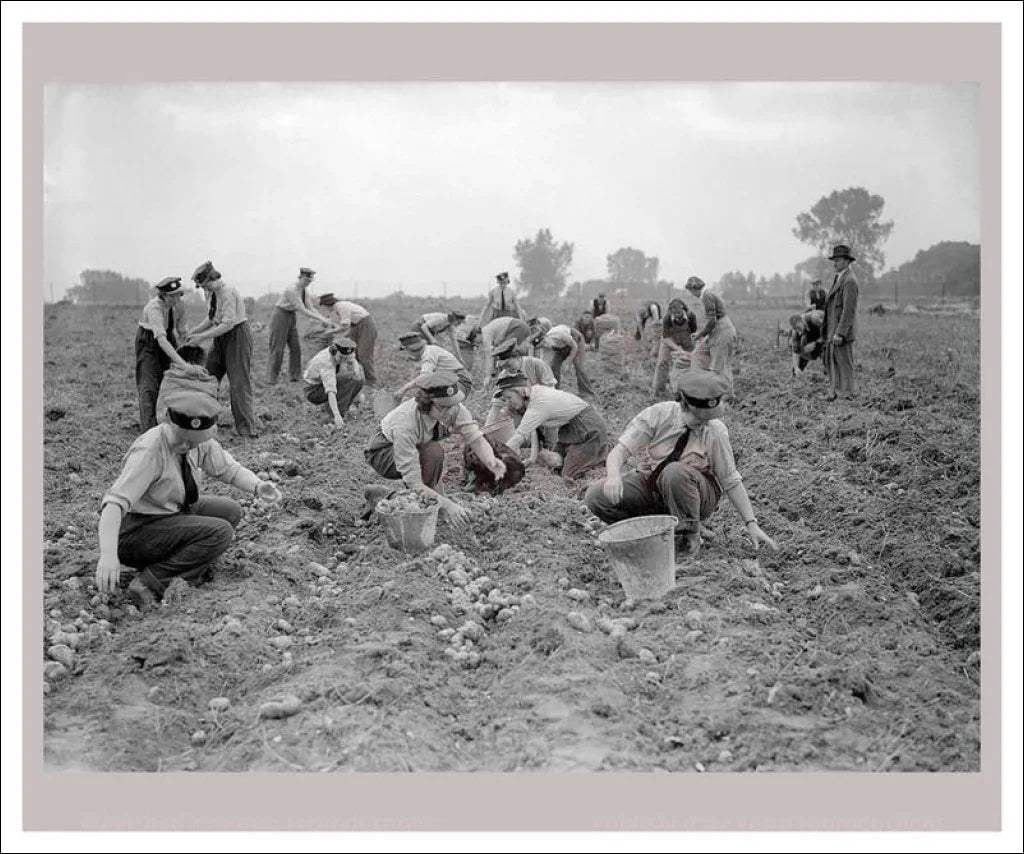 Forces Services 6 - Collecting Potatoes - VINTAGEARTREPRINTS.COM