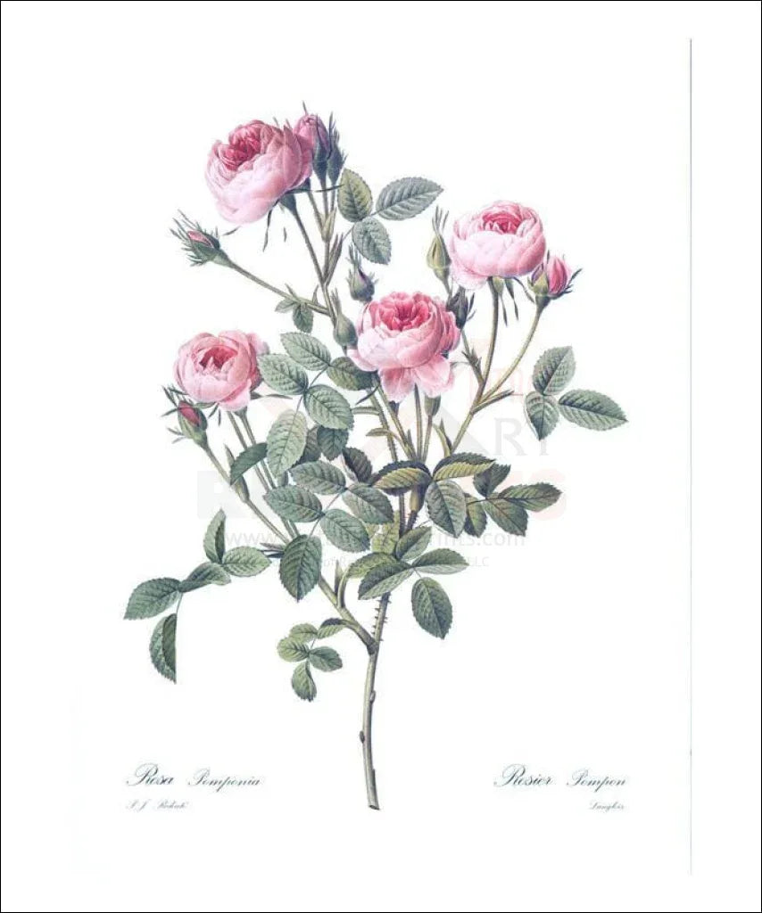 English Roses - VINTAGEARTREPRINTS.COM