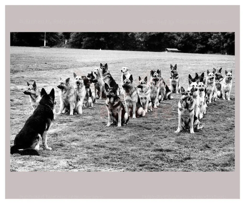 Police Dog Academy - VINTAGEARTREPRINTS.COM