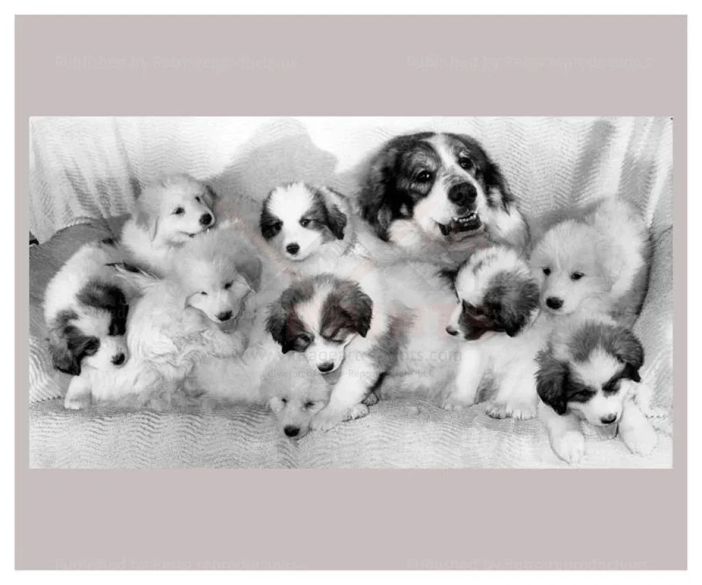 Mama St. Pyrenean Shows off her Pups - VINTAGEARTREPRINTS.COM