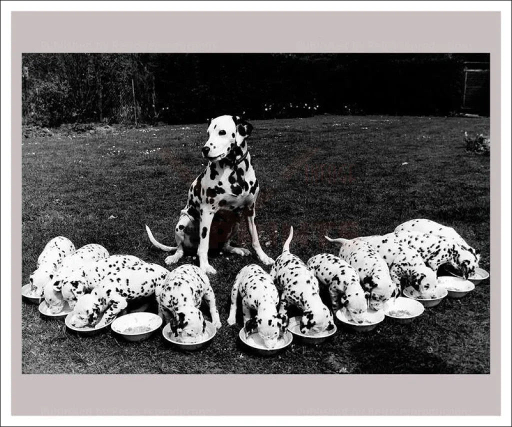 Dalmatian Mama & her Pups. - VINTAGEARTREPRINTS.COM