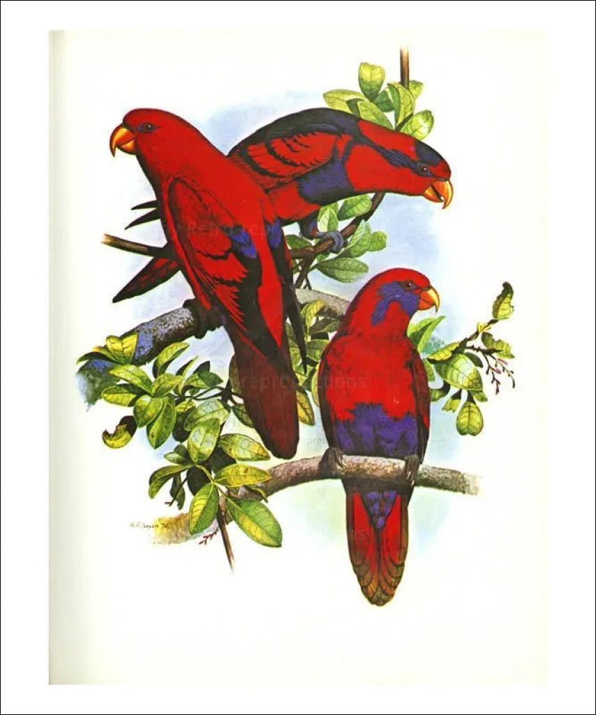 Red and Blue Lory no. 53 - VINTAGEARTREPRINTS.COM